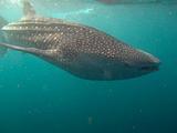 Djibouti - Whale Shark in Djibouti - 15